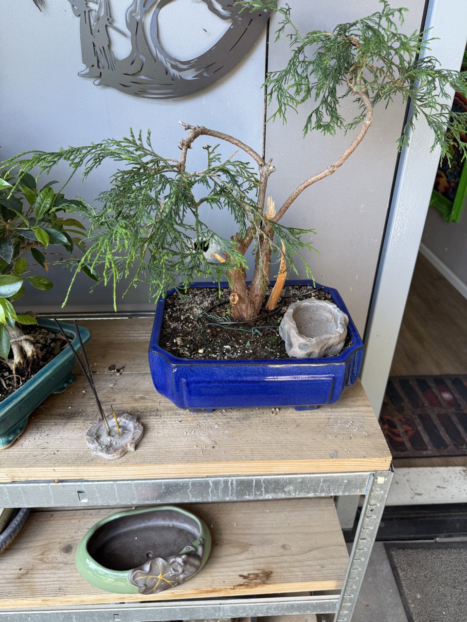Bonsai boompjes 4x