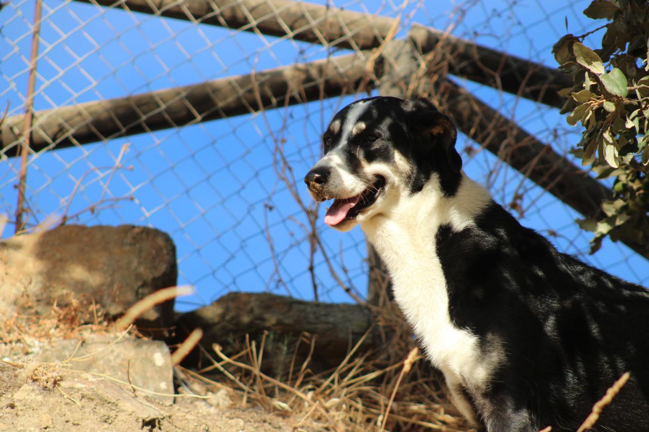 Alora Dog Rescue: Bibi, deze grote dame zoekt een grote mand