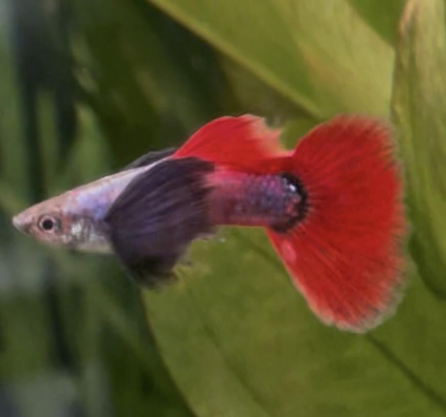 Platinum dumbo ear red tail guppy mannen.