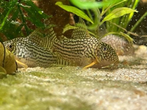 Hoplisoma (corydoras) Sterbai