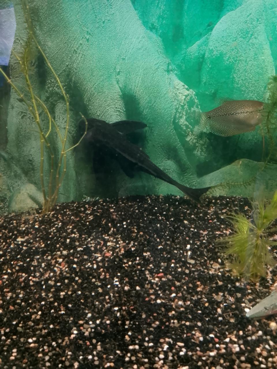 Gratis 2 Pleco aquarium vissen