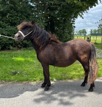 Leuke Shetlandpony