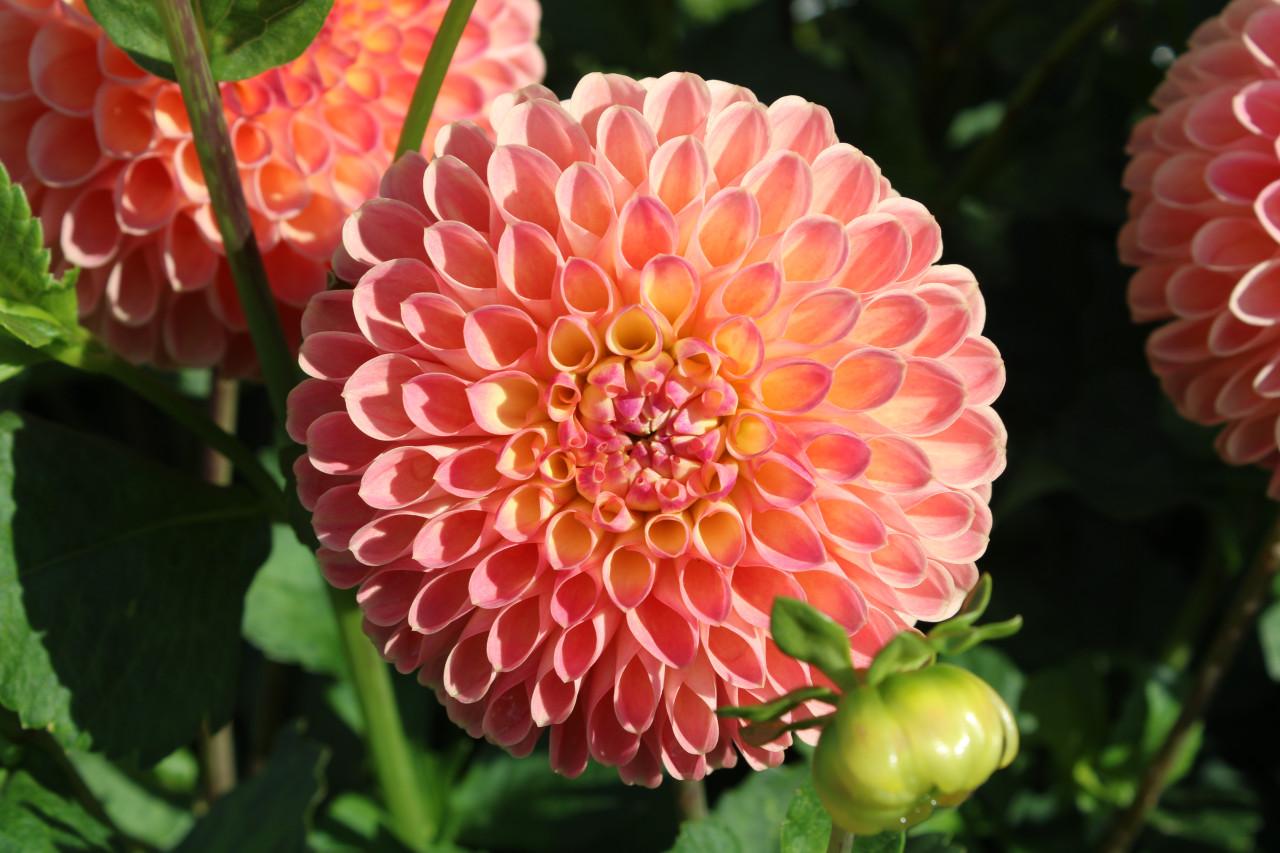 DAHLIAKNOLLEN te koop