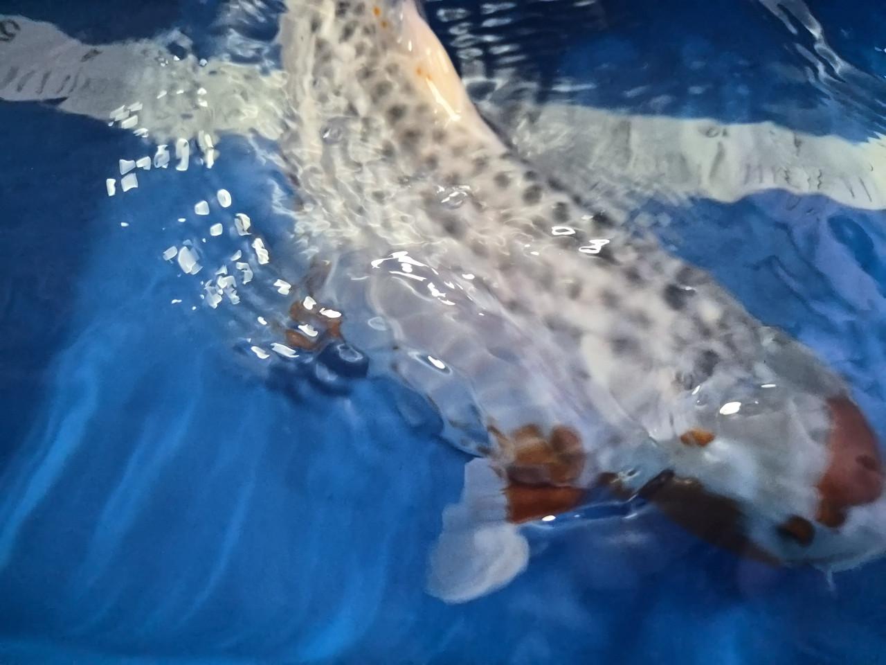 Maruten asagi van Takatatsu female.. 55 cm