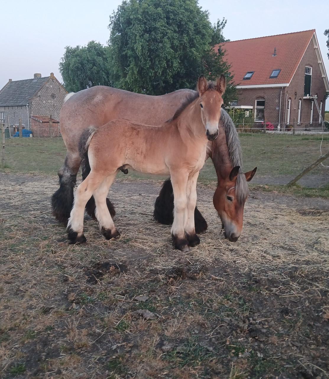 Trekpaard hengstveulen