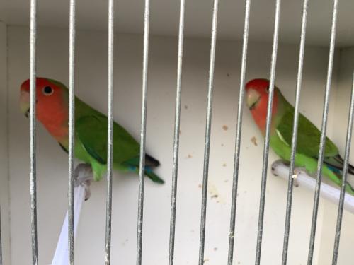 Koppel Agapornis Roseicollis