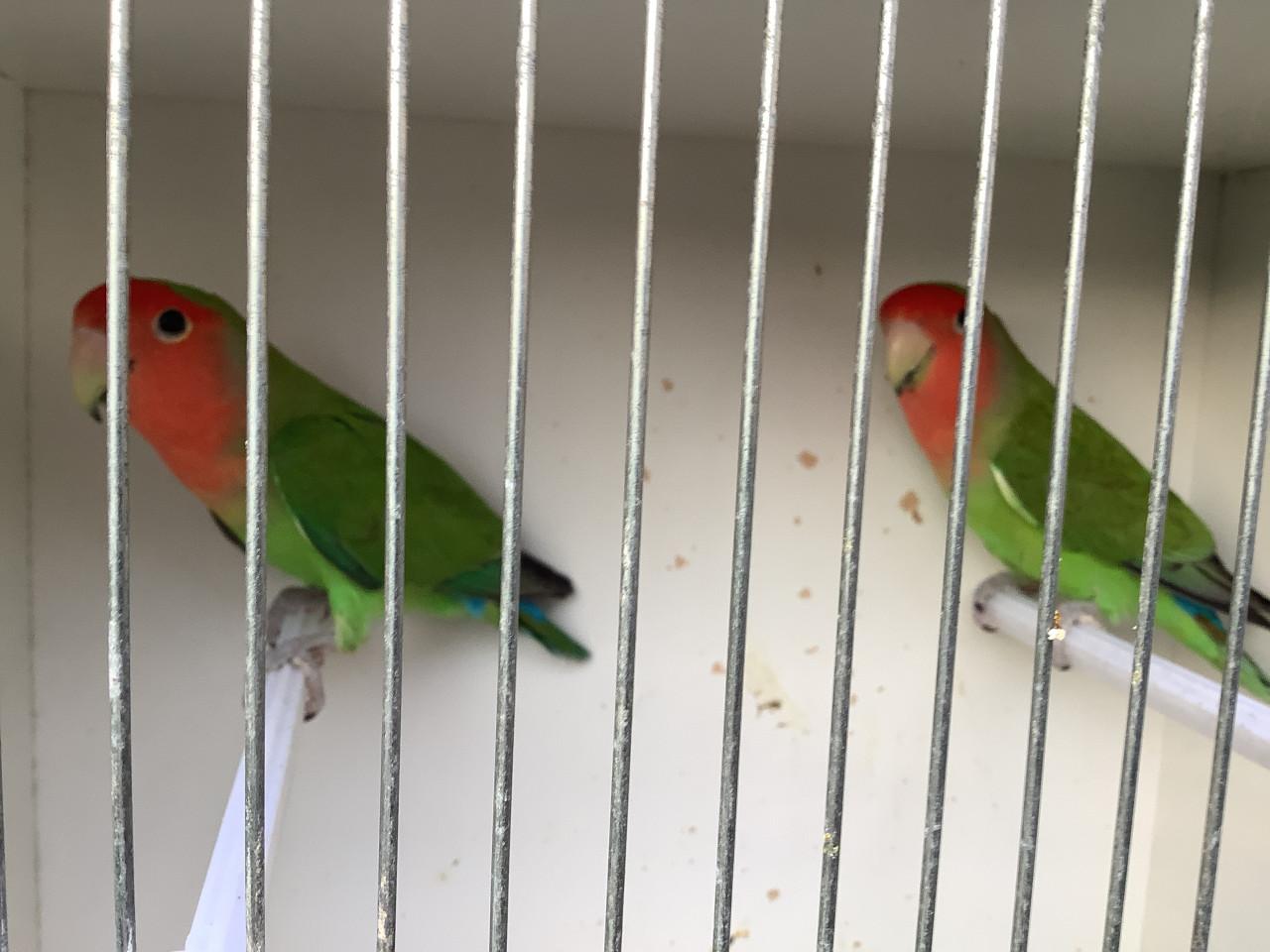 Koppel Agapornis Roseicollis