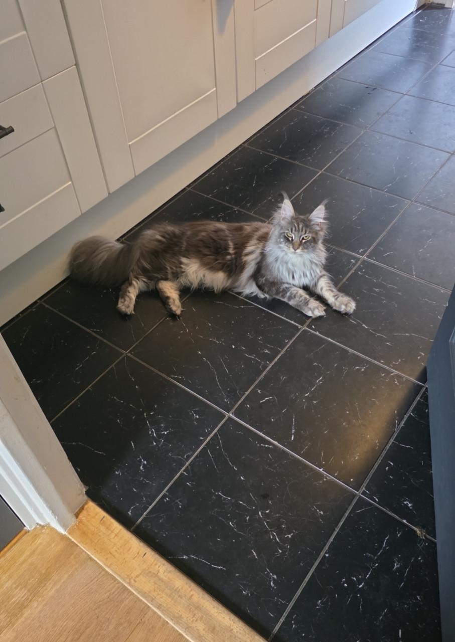 Mainecoon silver tabby and black smoke