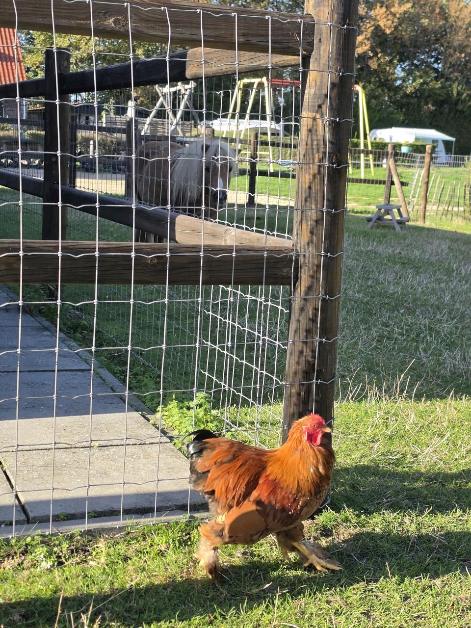 2 mooie jonge  brahma haantjes van begin mei