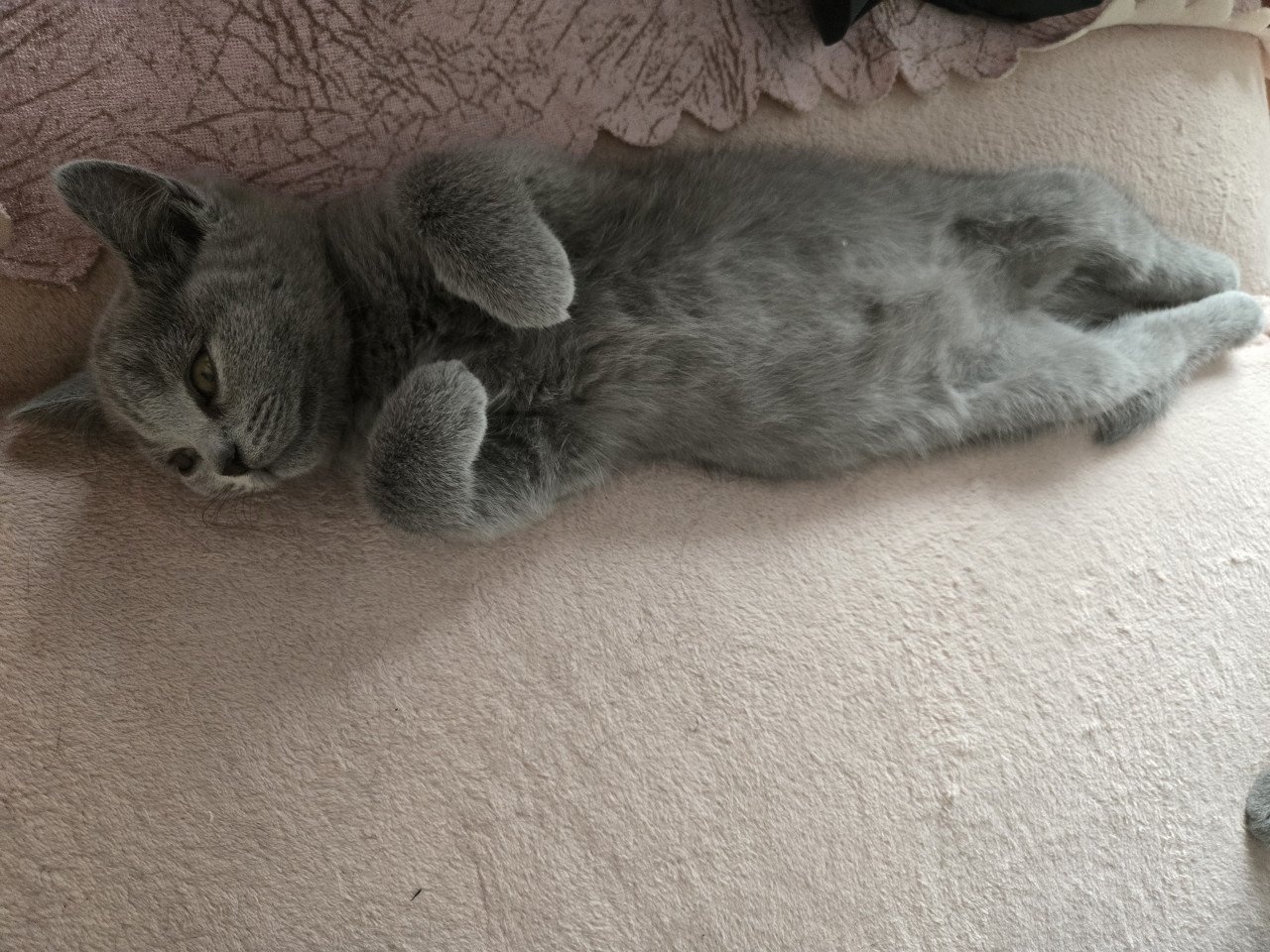 Britse korthaar kittens