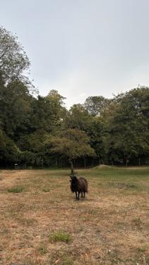 3 Ouessant ooien schapen