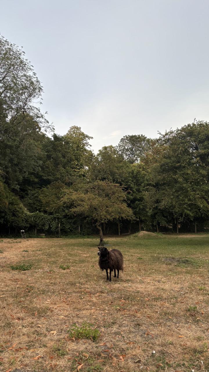 3 Ouessant ooien schapen
