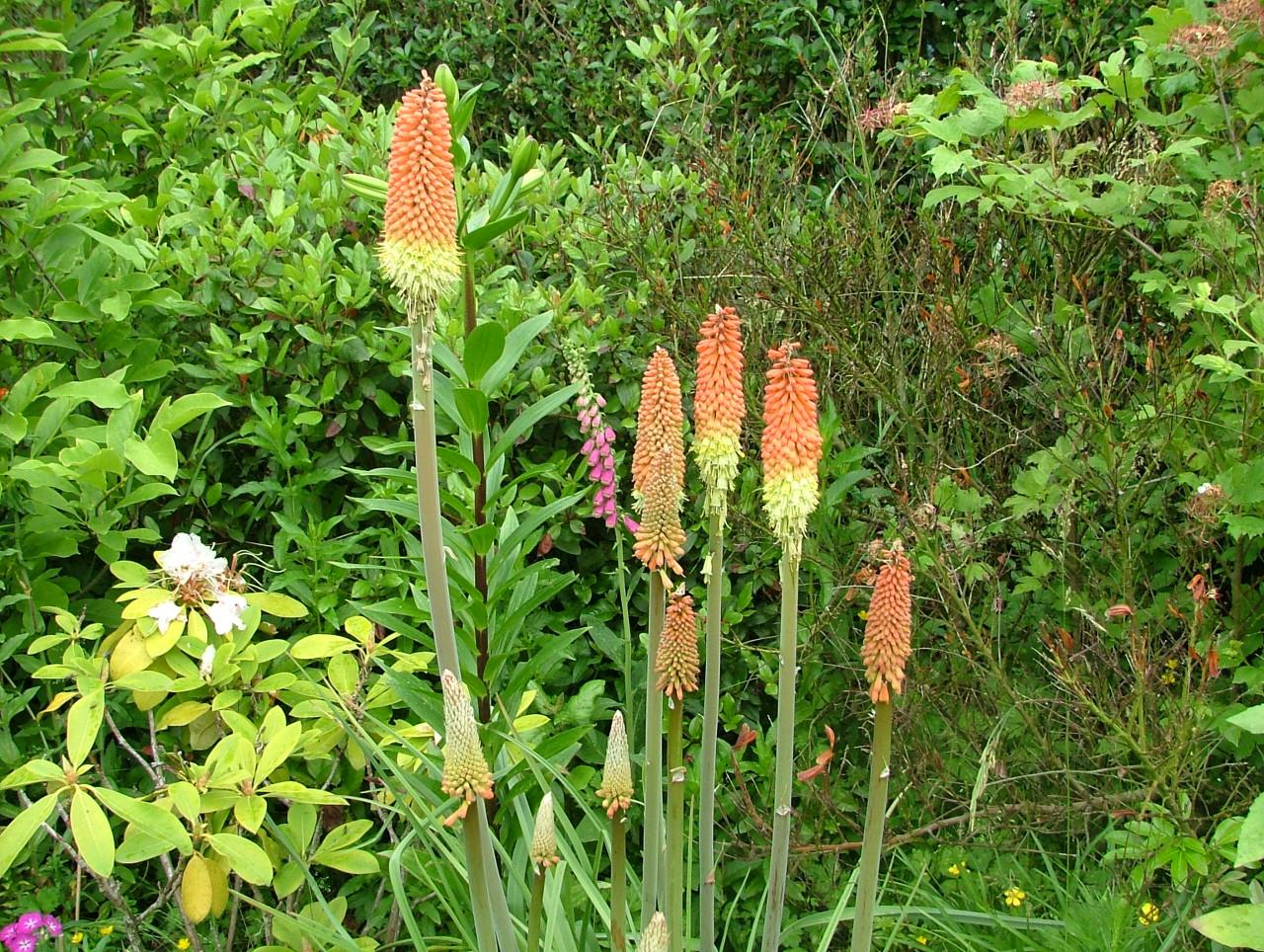 Vaste planten