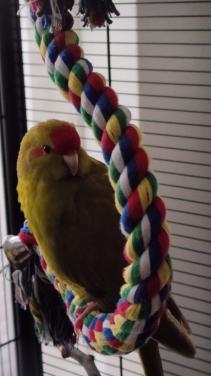 GEVRAAGD !!!! Broedrijpe Kakariki pop