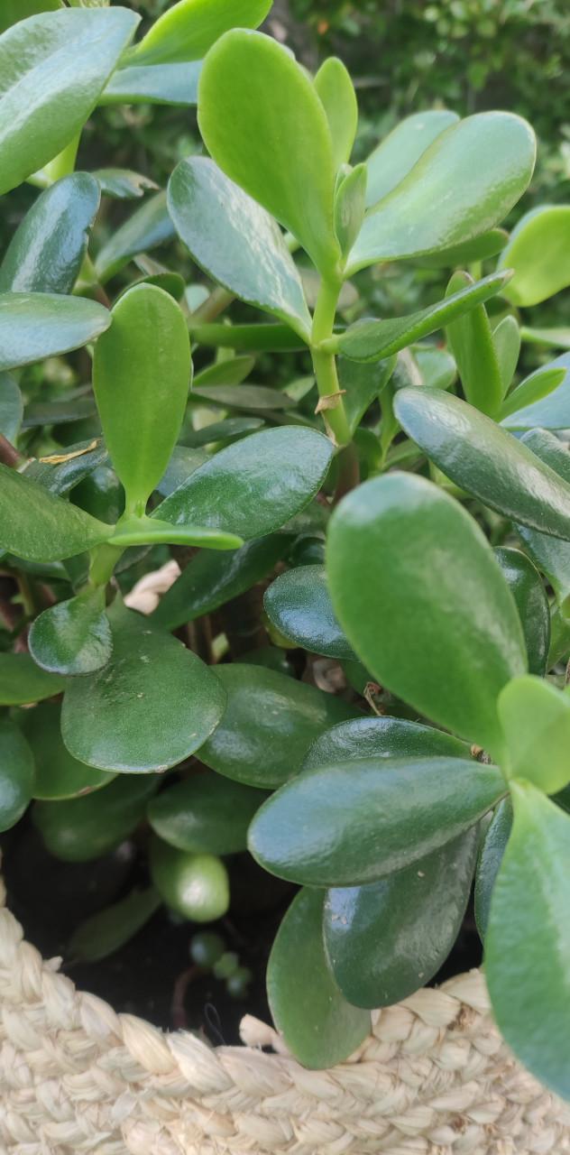 ( kamerplant) Crassula ovata /  jadeplant of geldplant