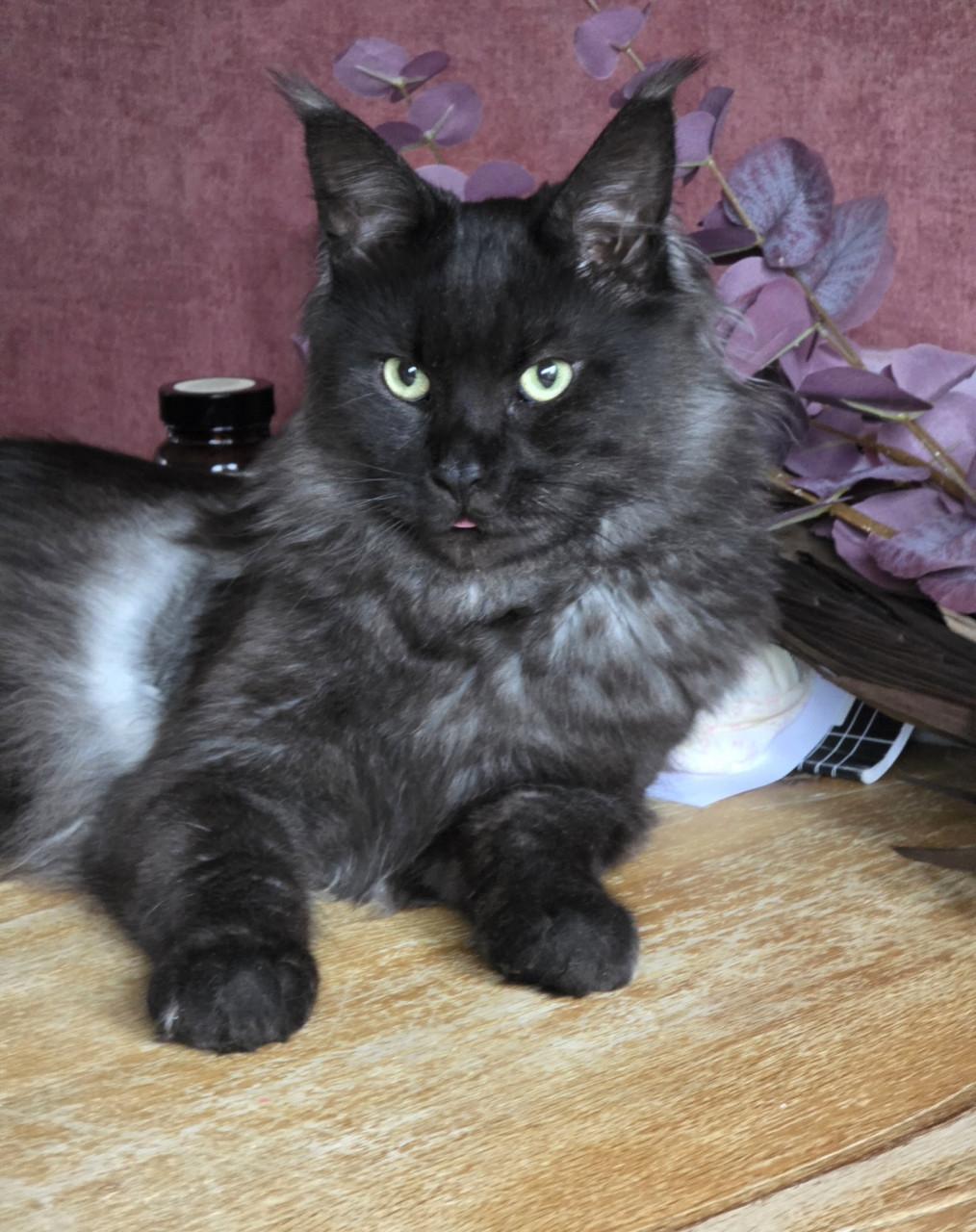 Mainecoon silver tabby and black smoke