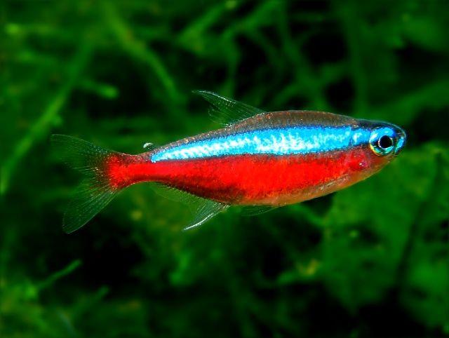 12 kardinaal tetra’s