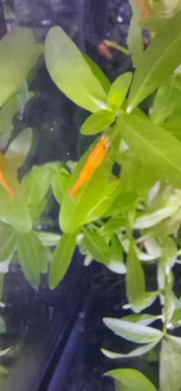 Oranje garnalen