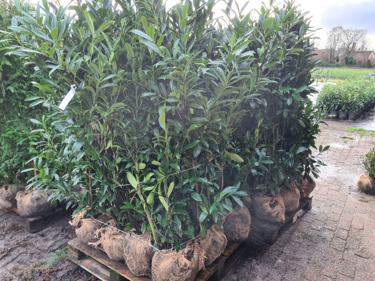 Laurierhaag - Prunus Caucasica weer leverbaar in alle maten