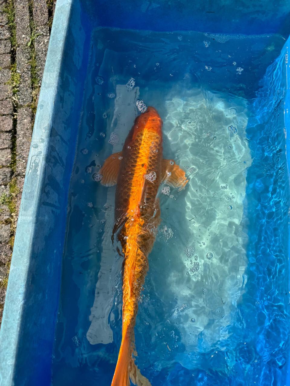 Koi Karpers en gras karper