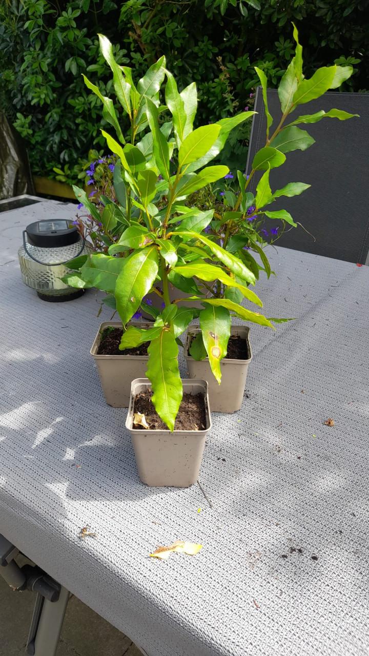 Vaste planten