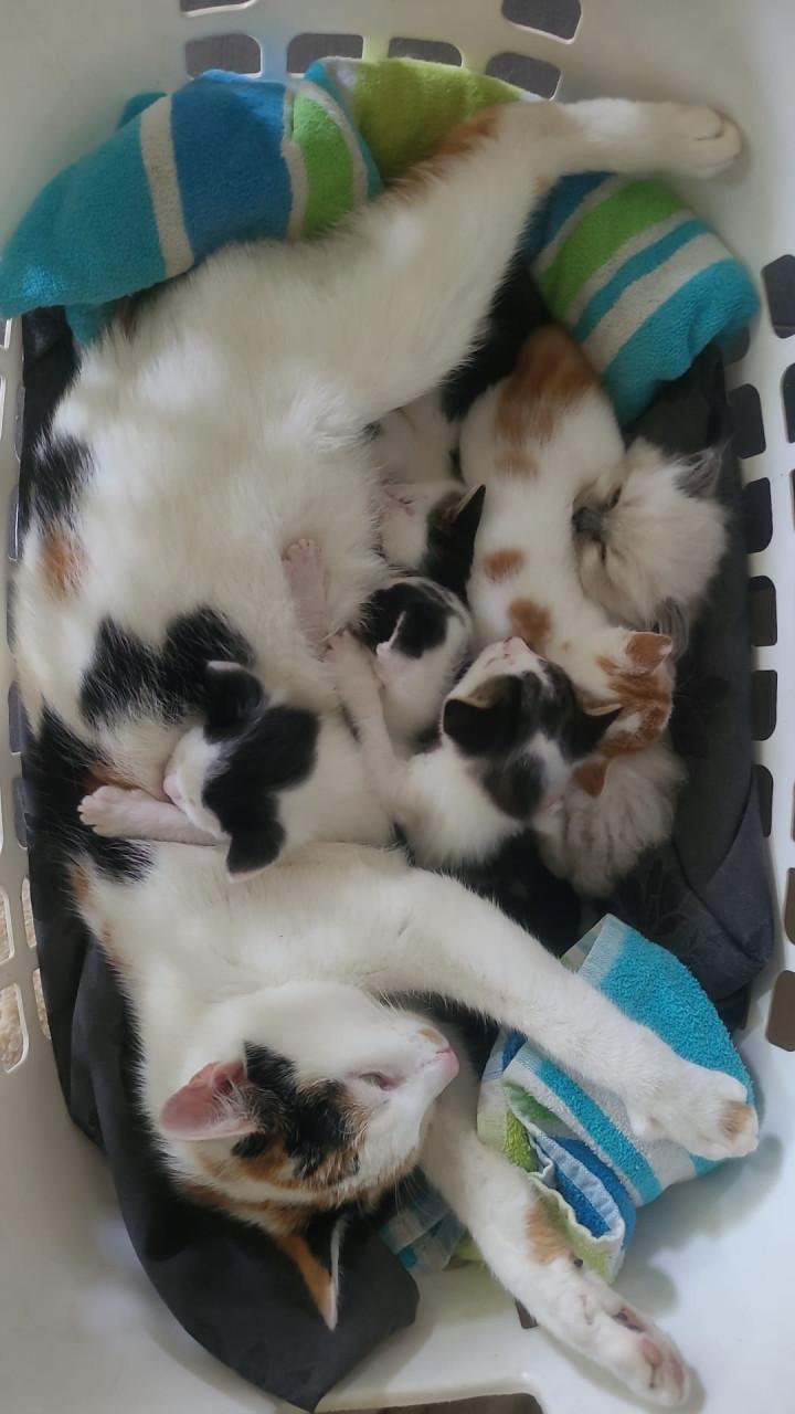 Kittens