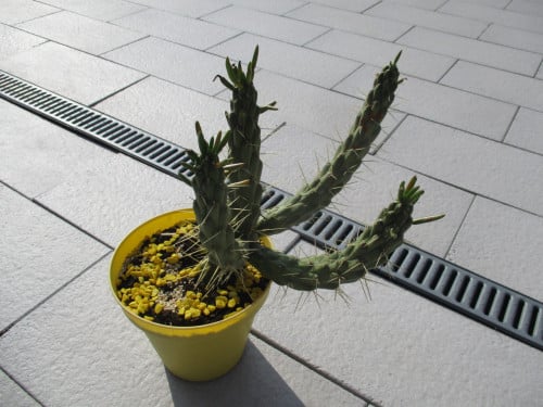 Cactus buitenplant