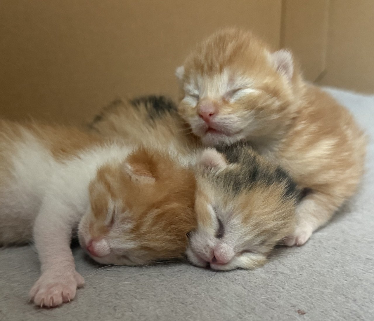Kittens
