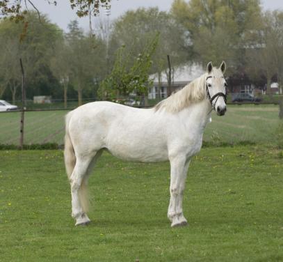 Lieve 12 jarige epony