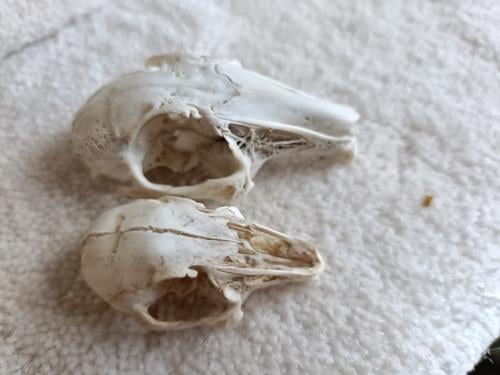 Konijnen schedeltjes 35 jaar oud