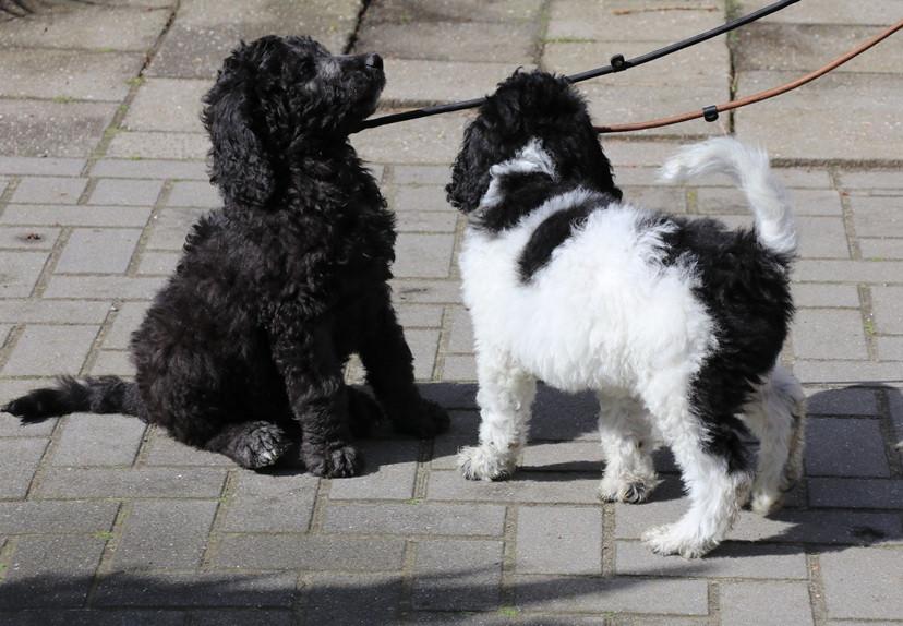 Labradoodle pups beschikbaar