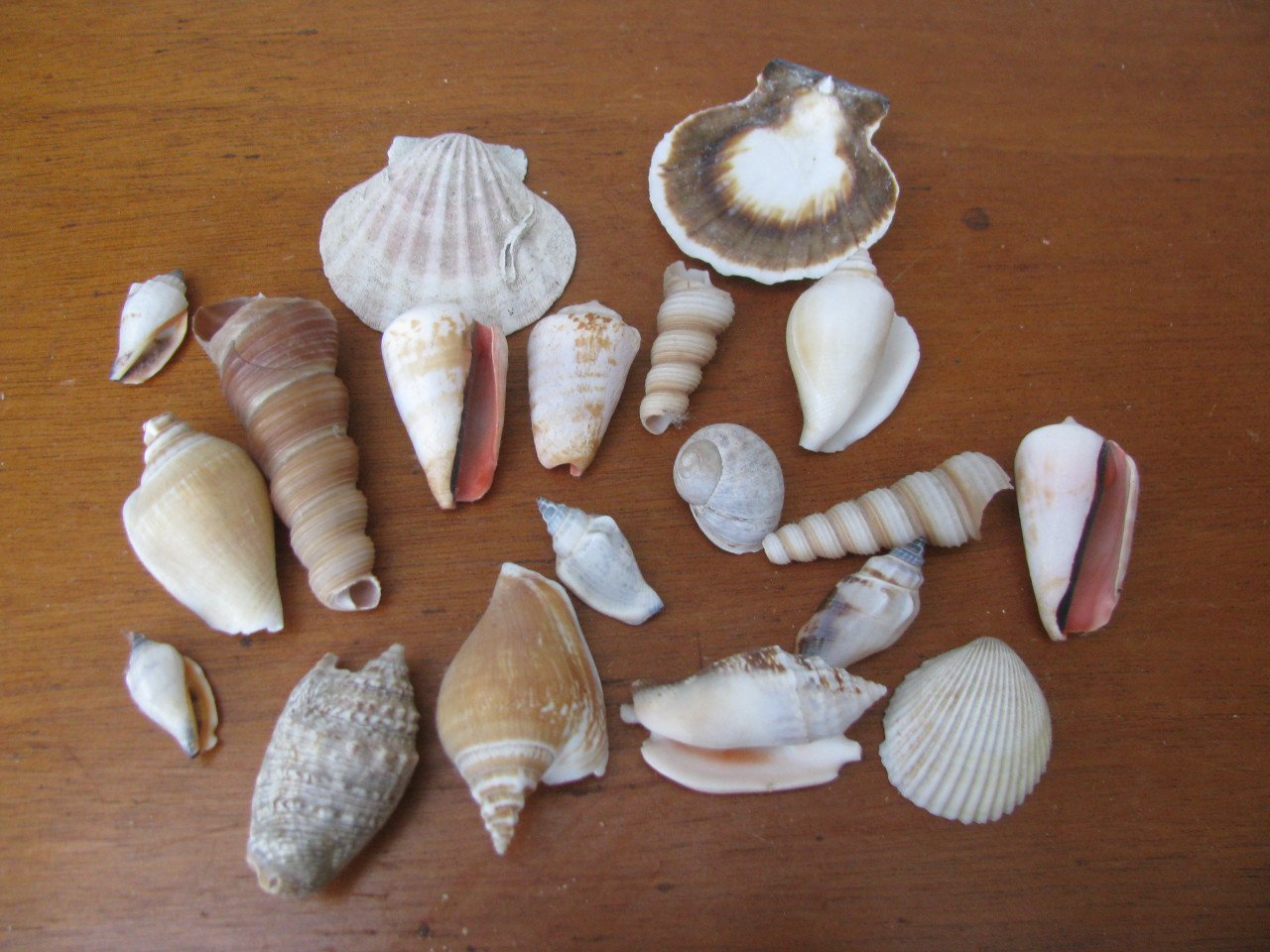 Schelpen.