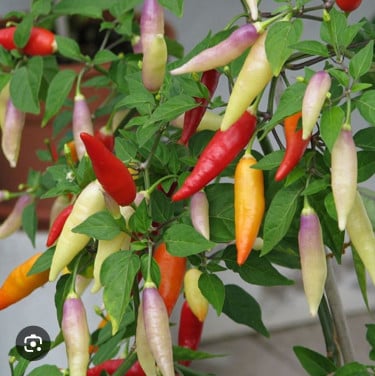 Peper planten