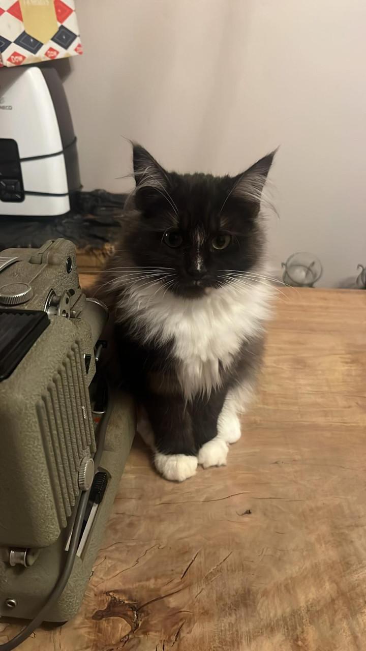 Prachtige Maincoon Ragdoll kittens zoeken met spoed een nieuw huis