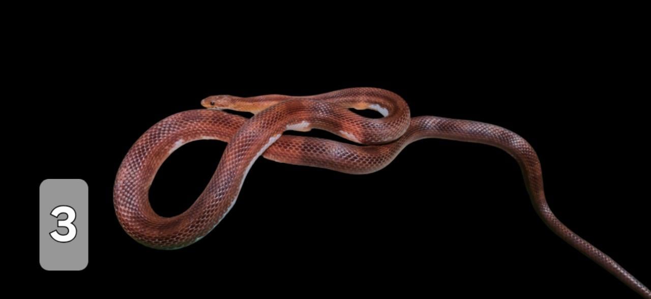 TE KOOP verschillende reptielen