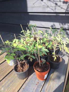 Tomaten planten