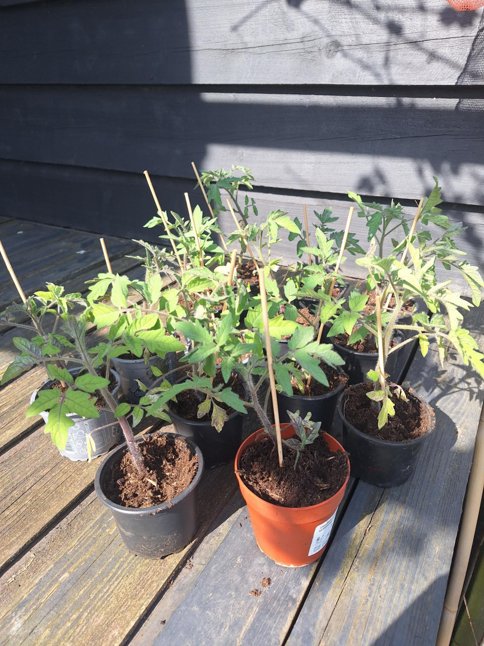 Tomaten planten