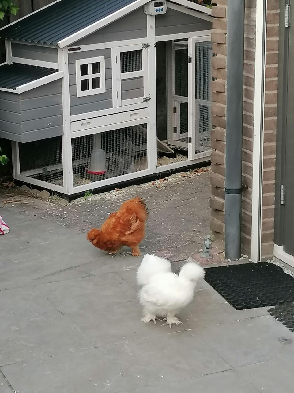 Zijdehoenders, kippen