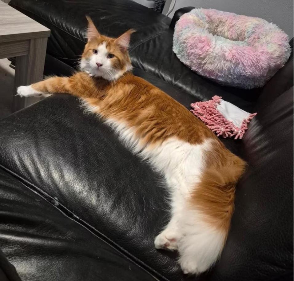 Prachtige blauw oog polydactyl dekkater