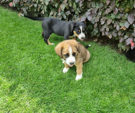 Zwitserse Sennen x Sint Bernard pups