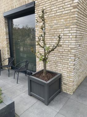 Fruitboom Conference Peer GRATIS!!!! afhalen