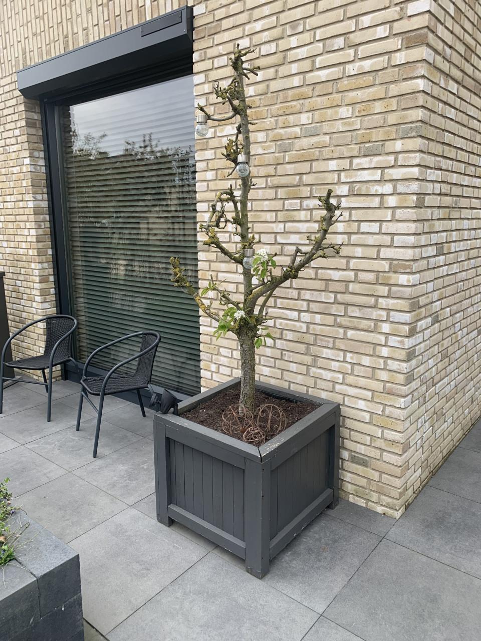 Fruitboom Conference Peer GRATIS!!!! afhalen