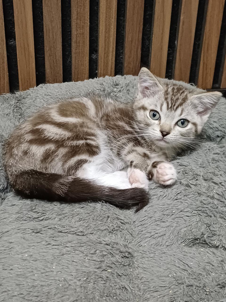 Super mooi Britse Korthaar x Ragdoll Katertje beschikbaar.