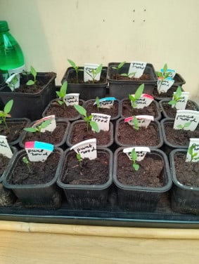 Flessenpompoen-plantjes en tomaten-en puntpaprikaplantjes voor 0.25ct p.st,