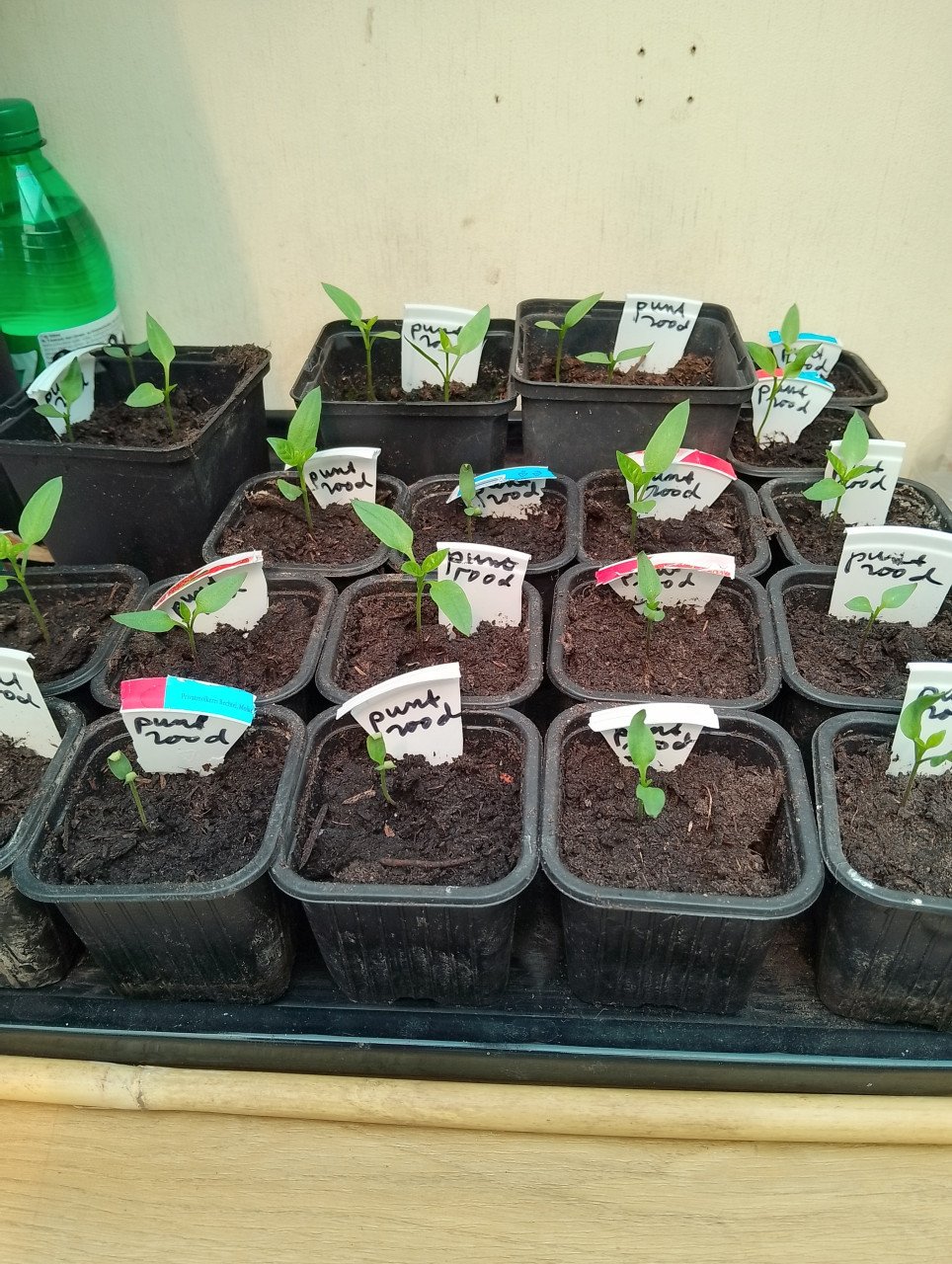 Flessenpompoen-plantjes en tomaten-en puntpaprikaplantjes voor 0.25ct p.st,
