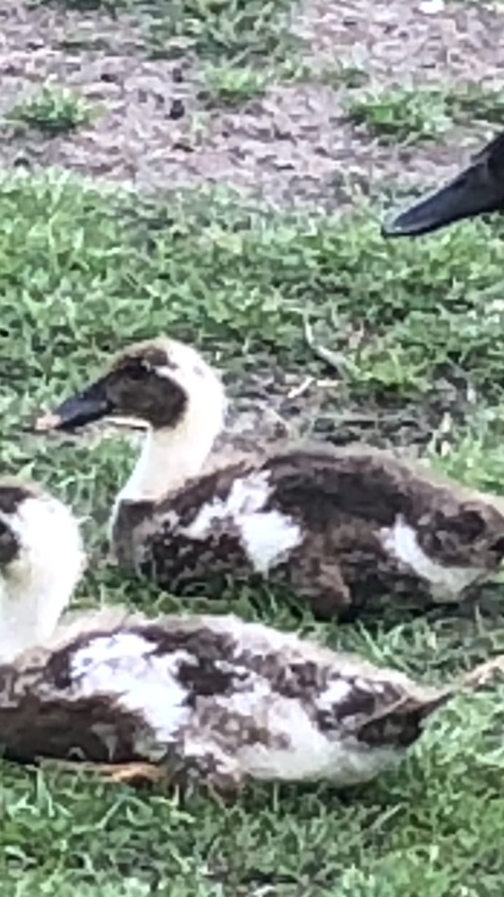 Deze 2 knappe loopeendjes zoeken nog een fijne plek!