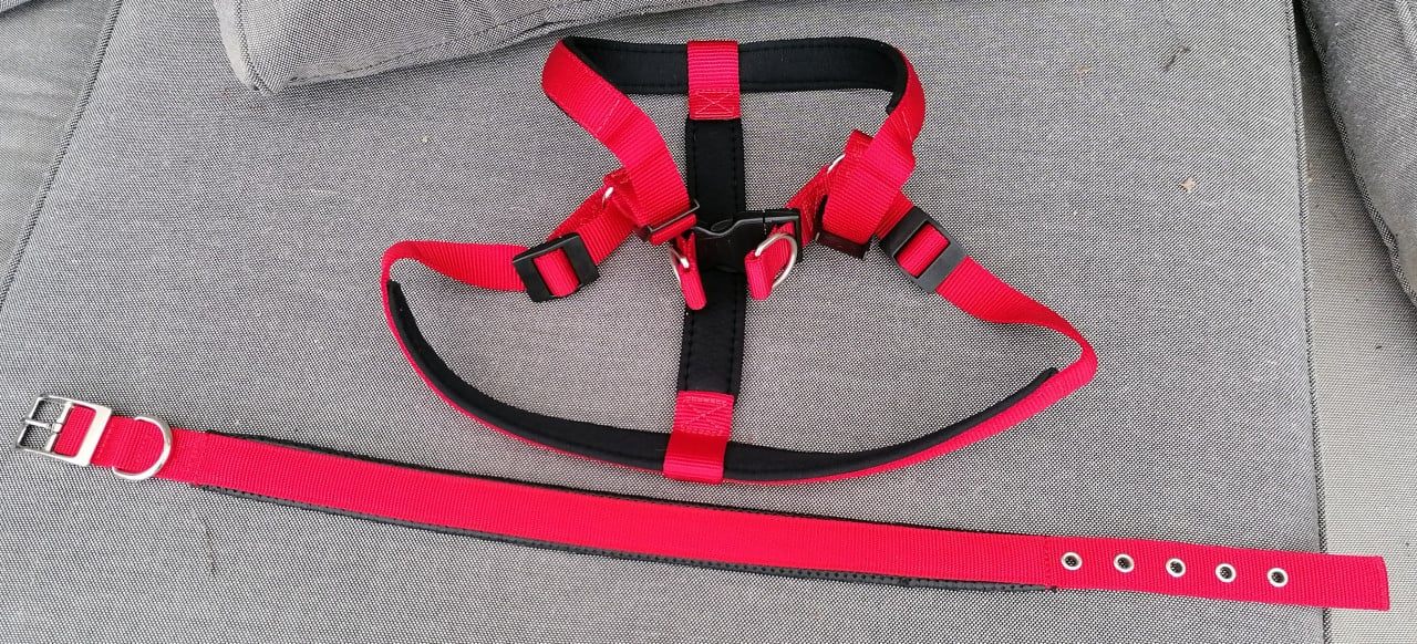 Halsband en tuig
