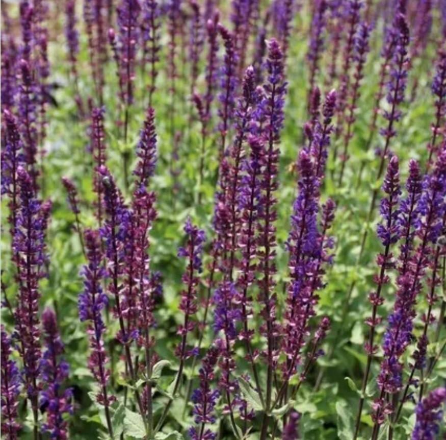 Vaste plant Salie (Salvia Nemorosa 'Caradonna), 30 stuks, 2,50 per stuk