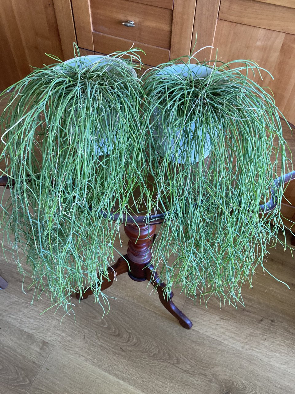 Koraalcactus 2x