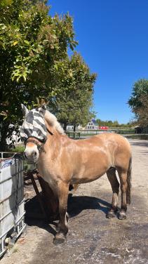 Pony te huur voor het ringrijden